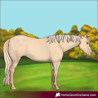 Horse Color:Gold Champagne Dun Rabicano 