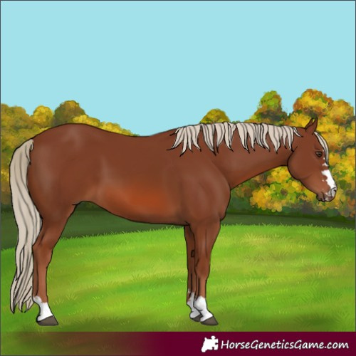 Horse Color:Chestnut 