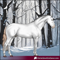 Horse Color:Grullo Splash Appaloosa 