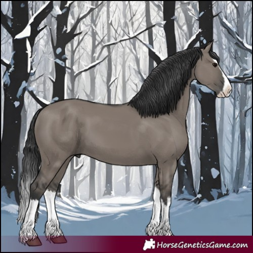 Horse Color:Grullo Splash 