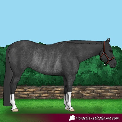 Horse Color:Black Rabicano