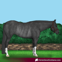 Horse Color:Black Rabicano 