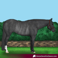 Horse Color:Black Rabicano 