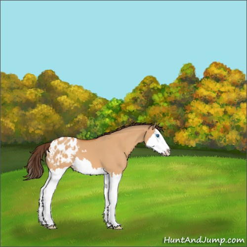 Horse Color:Bay Dun Splash Appaloosa 