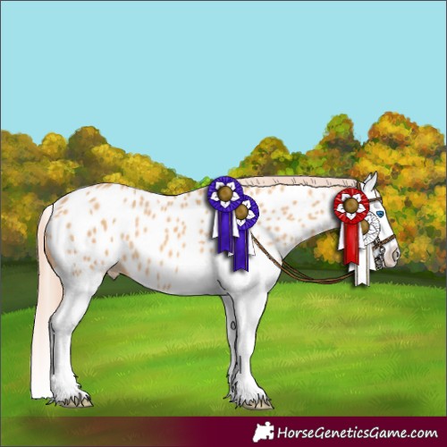 Horse Color:Red Dun Splash Near Leopard 