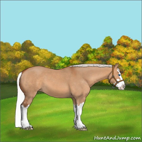 Horse Color:Silver Bay Dun Sabino Splash 