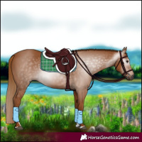 Horse Color:Gray Chestnut