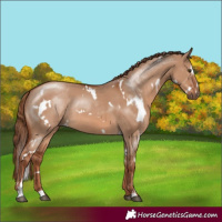 Horse Color:White Spotted Red Dun Sabino Rabicano