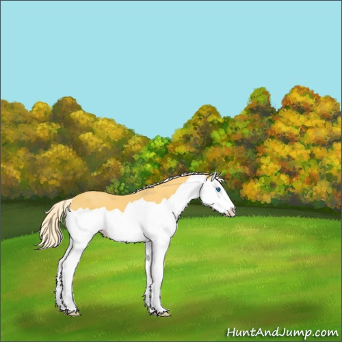 Horse Color:Palomino Splash 