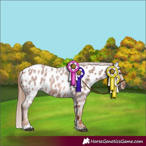 Horse Color:Red Roan Appaloosa 