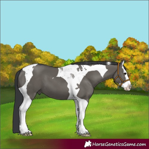 Horse Color:Grullo Splash Tobiano 