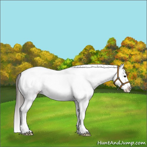 Horse Color:White Spotted Smoky Black Splash Appaloosa 