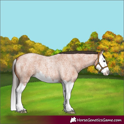 Horse Color:Bay Roan Splash 