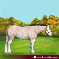 Horse Color:Bay Roan Splash 