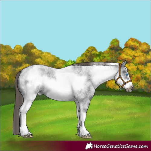 Horse Color:White Spotted Smoky Blue Roan Frame Appaloosa 