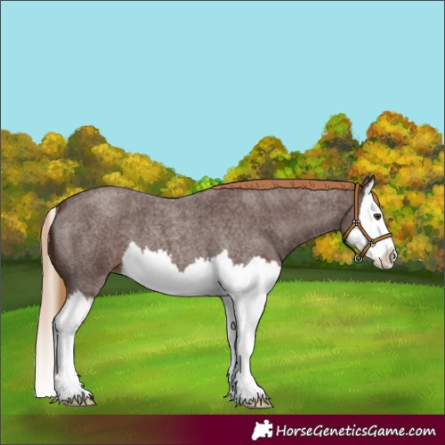 Horse Color:Liver Red Roan Splash 