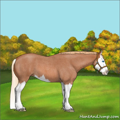Horse Color:Red Roan Splash 