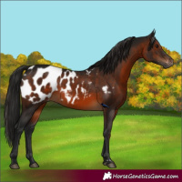 Horse Color:Gray Bay Appaloosa