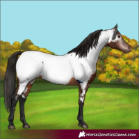 Horse Color:Gray Bay Appaloosa 
