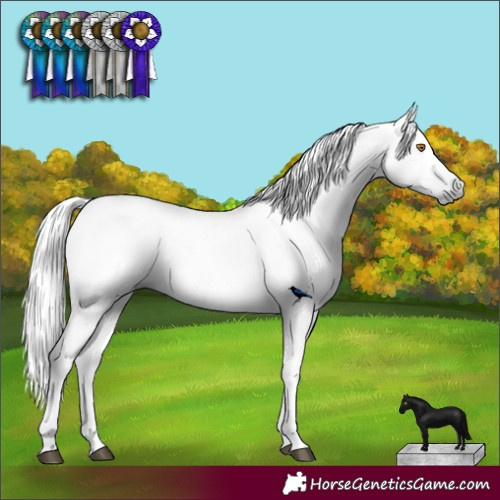 Horse Color:Gray Black Snowcap 