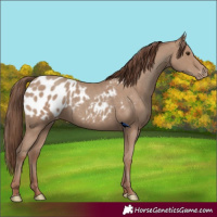Horse Color:Classic Champagne Appaloosa Rabicano 