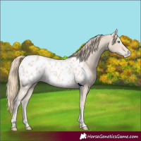 Horse Color:Smoky Creme Appaloosa Rabicano 