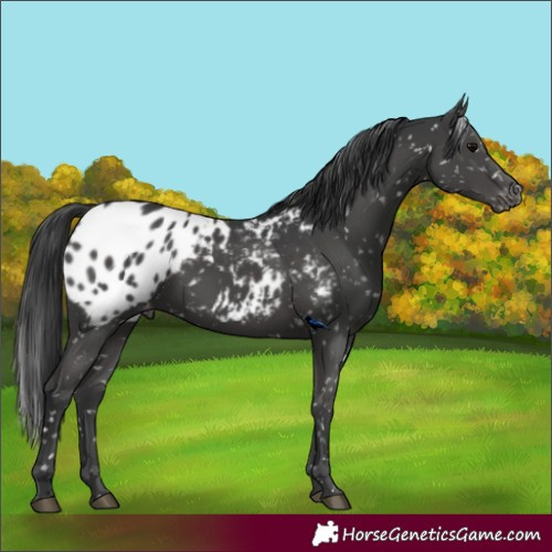Horse Color:Black Appaloosa 