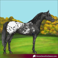 Horse Color:Black Appaloosa