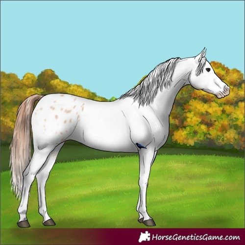 Horse Color:Bay Dun Appaloosa 