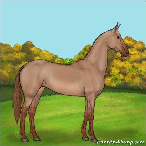 Horse Color:Red Dun 