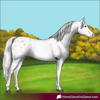 Horse Color:Silver Bay Dun Appaloosa 
