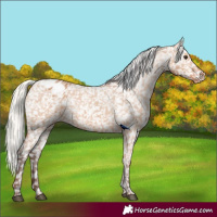Horse Color:Silver Bay Dun Appaloosa