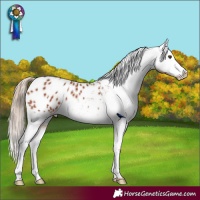 Horse Color:Chestnut Appaloosa 