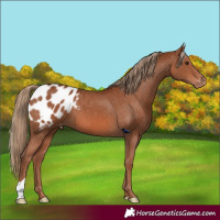 Horse Color:Chestnut Appaloosa 