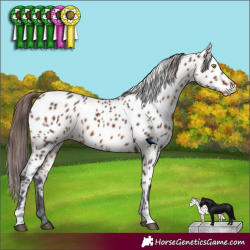 Horse Color:Bay Appaloosa 