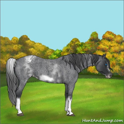 Horse Color:White Spotted Blue Roan Splash Frame Appaloosa