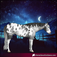 Horse Color:Gray Black Splash Appaloosa