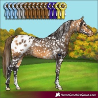 Horse Color:Buckskin Appaloosa