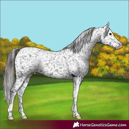 Horse Color:Black Snowflake Varnish