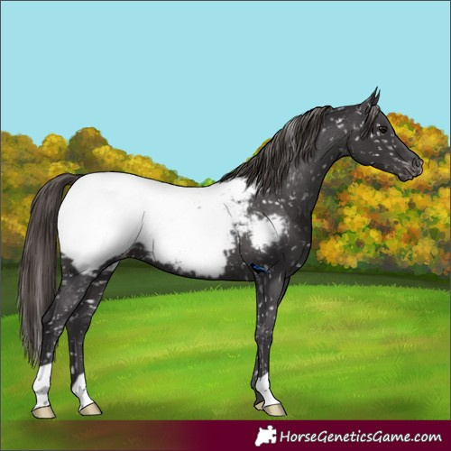 Horse Color:Smoky Black Appaloosa 