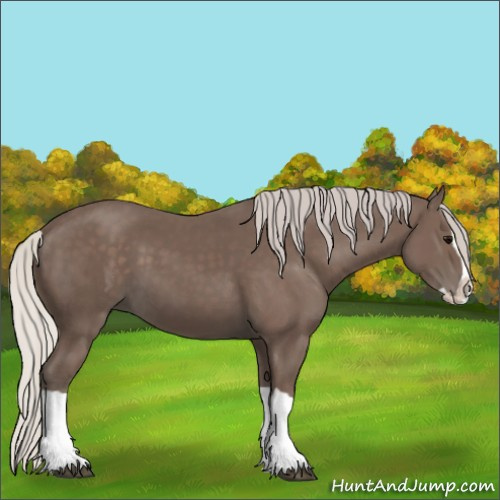 Horse Color:Silver Black Splash