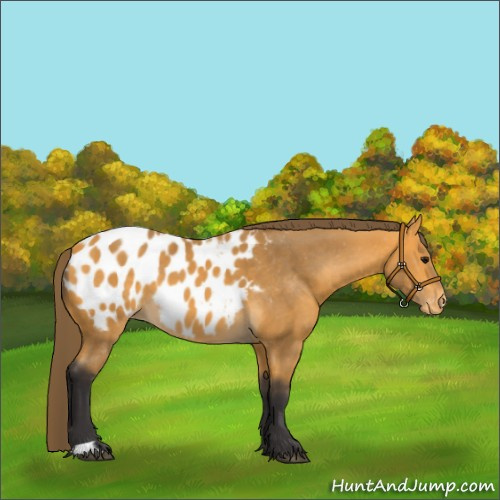 Horse Color:Buckskin Appaloosa 