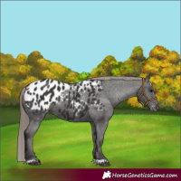 Horse Color:Smoky Black Appaloosa 