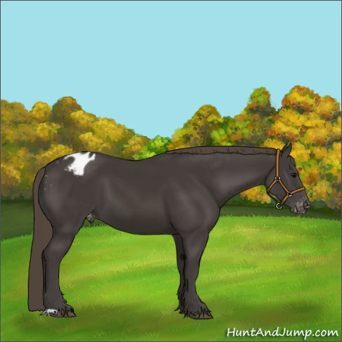Horse Color:Smoky Black Appaloosa 