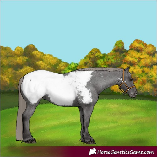 Horse Color:Smoky Black Appaloosa 