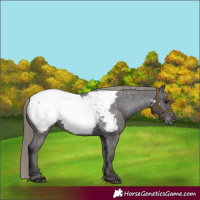 Horse Color:Smoky Black Appaloosa 