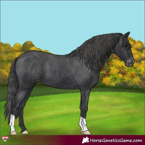 Horse Color:Black Appaloosa 