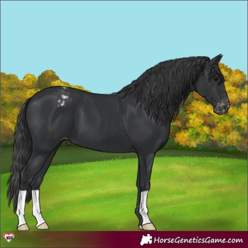 Horse Color:Black Appaloosa 