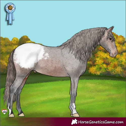 Horse Color:Brown Appaloosa 