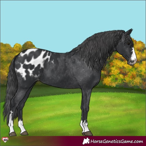 Horse Color:Black Appaloosa 